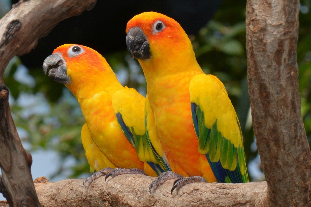 a couple of birds sitting on top of a tree branch, a portrait, by Hans Werner Schmidt, pixabay, orange and yellow costume, parrot, wallpaper - 1 0 2 4, rounded beak