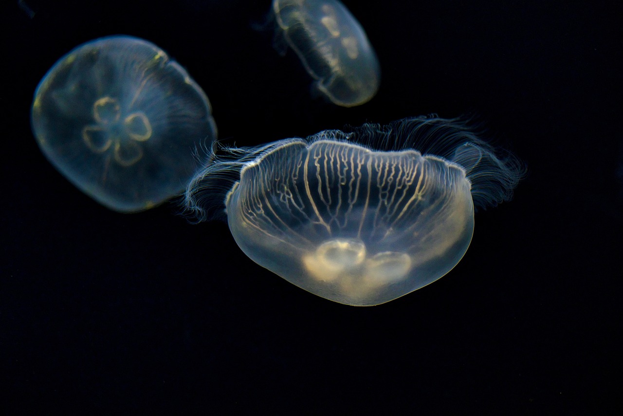 a group of jellyfish swimming next to each other, a macro photograph, with a black background, smooth carapace, delicate details, transparent celestial light gels