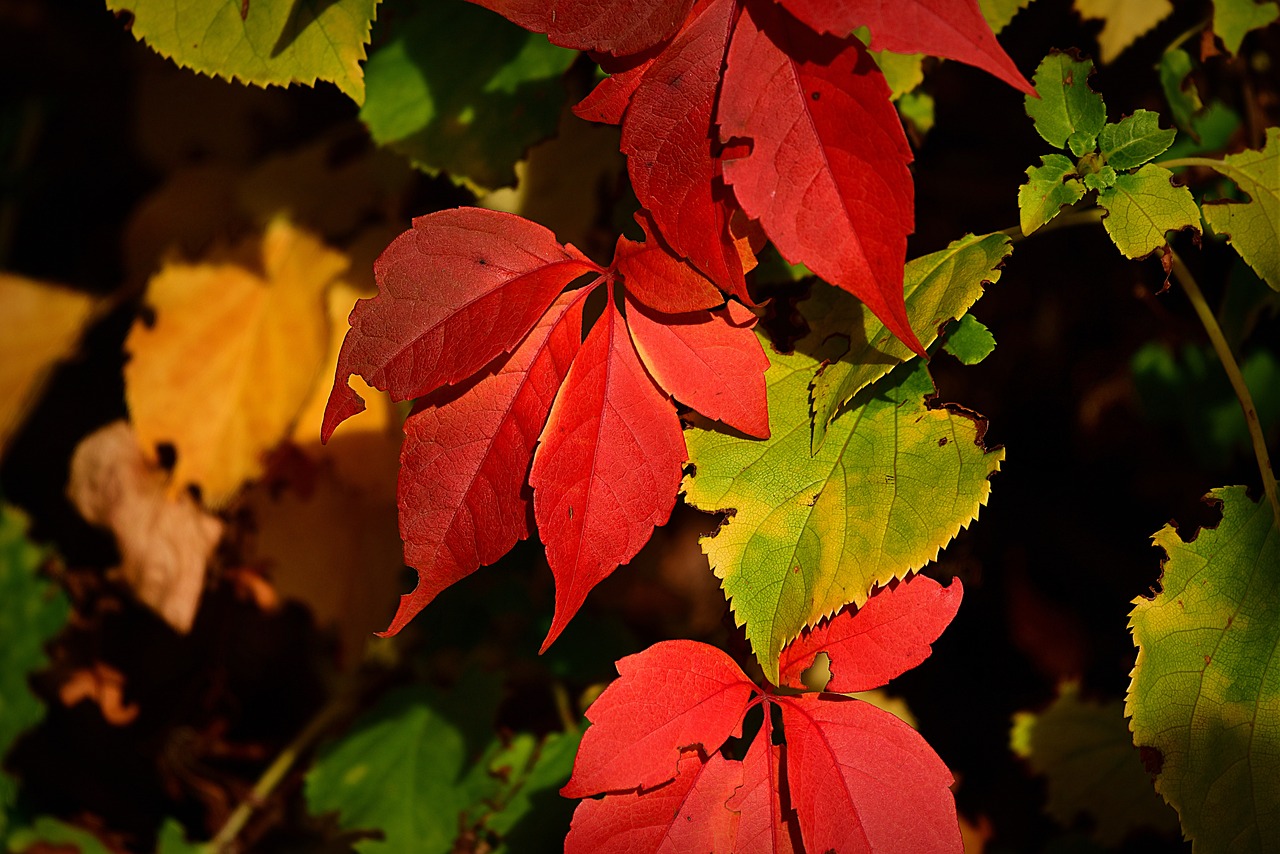 a close up of a plant with red leaves, by Stefan Gierowski, pixabay, red green yellow color scheme, great light and shadows”, 3 are summer and 3 are autumn), deep colours. ”