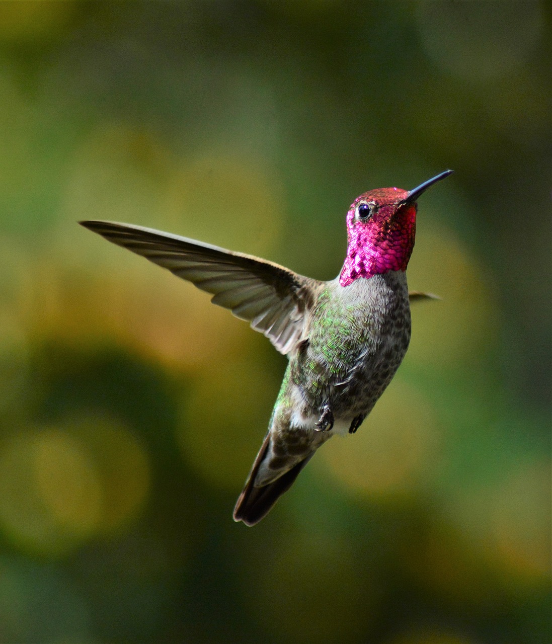 a bird that is flying in the air, a portrait, by David Budd, pexels, draped in fleshy green and pink, glowing crimson head, hummingbirds, purple. smooth shank