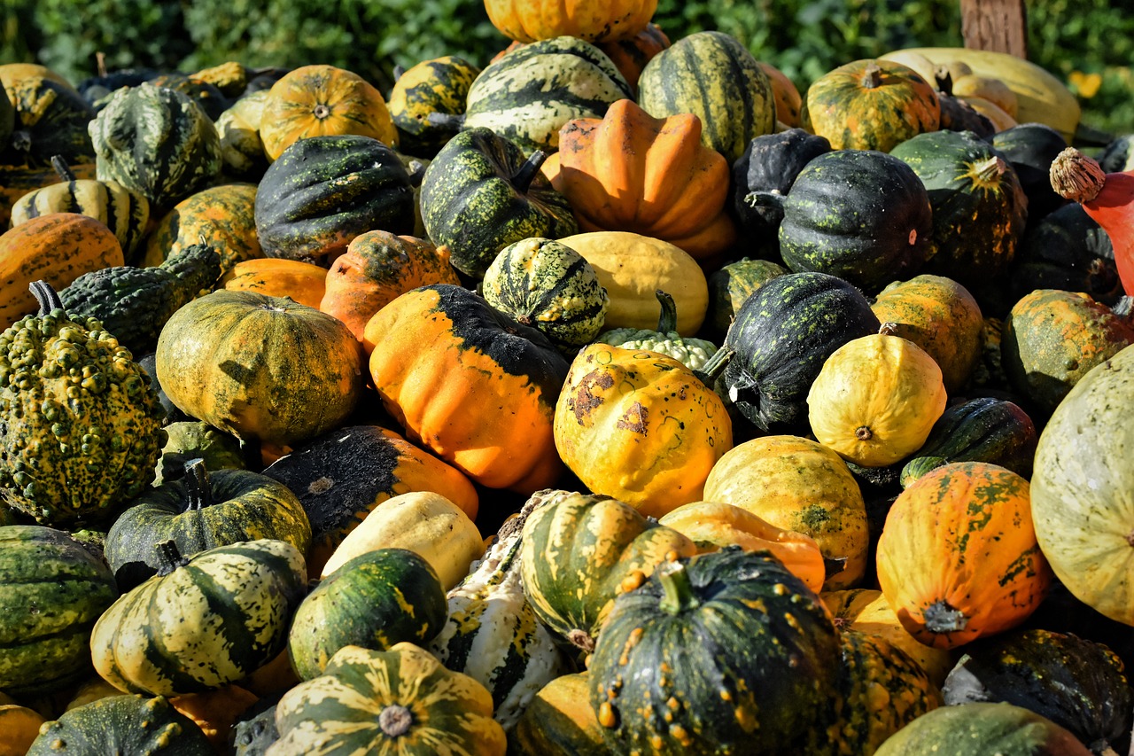 a pile of squash sitting on top of a table, a picture, by Maksimilijan Vanka, pixabay, renaissance, autum garden, 2 4 mm iso 8 0 0 color, 🦩🪐🐞👩🏻🦳, multilayer