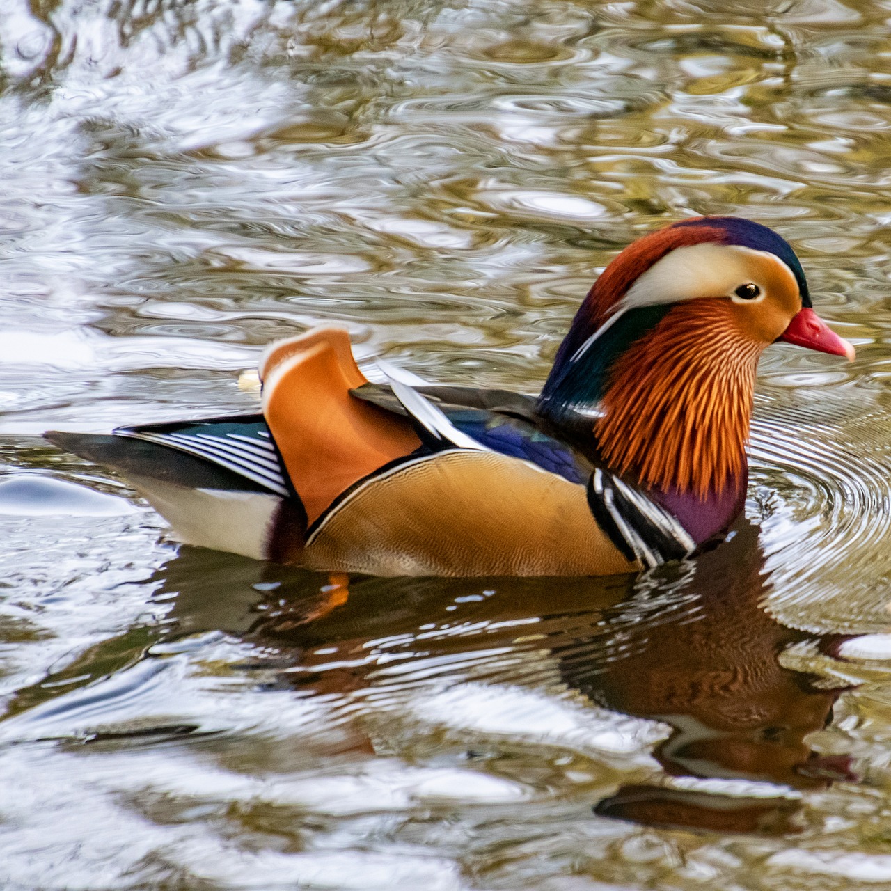 a duck floating on top of a body of water, a portrait, inspired by Jacob Duck, shutterstock, baroque, colorful plumage, 2 0 2 2 photo