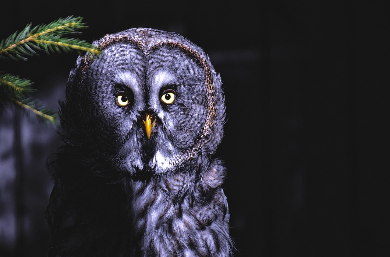 a close up of an owl with a pine tree in the background, a portrait, baroque, shot at night with studio lights, with a yellow beak, wide shot photo, photo”