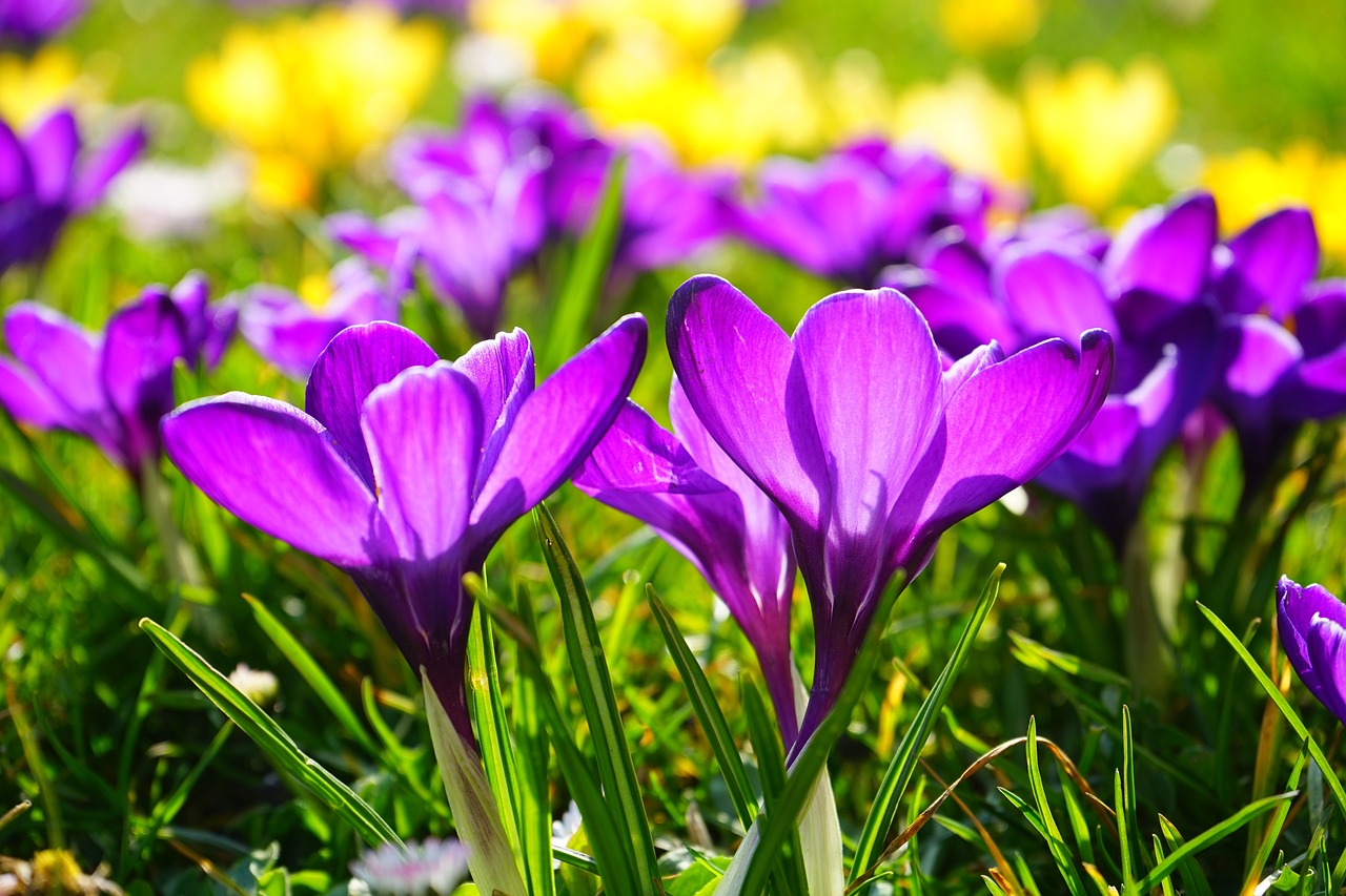 a group of purple flowers sitting on top of a lush green field, a picture, by Harold von Schmidt, shutterstock, rich bright sunny colors, early spring, closeup photo, chromostereopsis