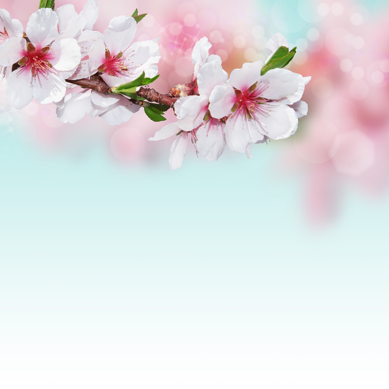 a close up of a branch of a tree with pink flowers, a pastel, background is white and blank, shiny background, peaches, background image