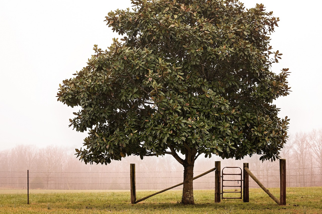a tree in a field next to a fence, a portrait, by David Garner, unsplash, magnolia big leaves and stems, early foggy morning, conde nast traveler photo, avocado