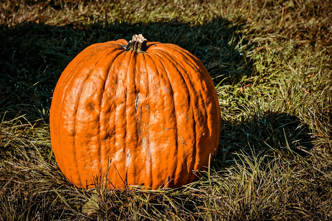 a large orange pumpkin sitting on top of a grass covered field, a photo, by Richard Carline, color and contrast corrected, high res photo, vignetting, look what you have done
