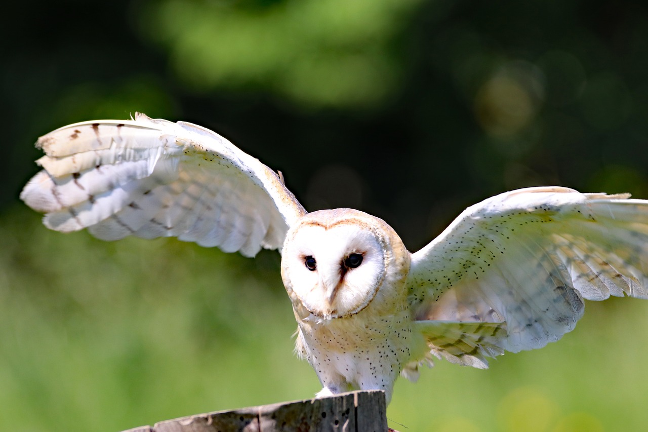 a white owl sitting on top of a wooden post, by Dave Allsop, pixabay, flying towards the camera, owl helmet, a bald, young female