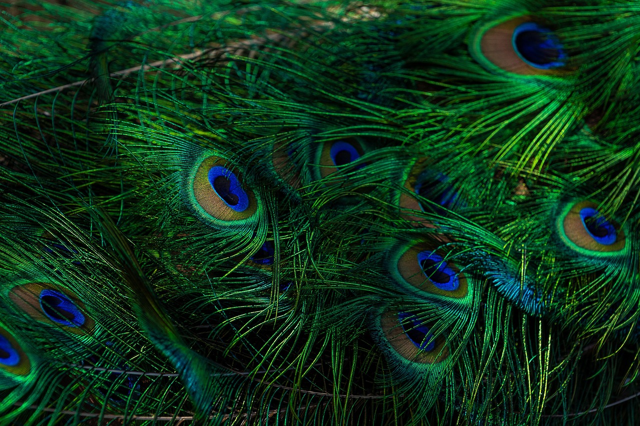 a close up of a bunch of peacock feathers, a macro photograph, by Sudip Roy, trending on pexels, green supernatural eyes, hq 4k phone wallpaper, realistic colorful photography, 4 k hd wallpaper very detailed