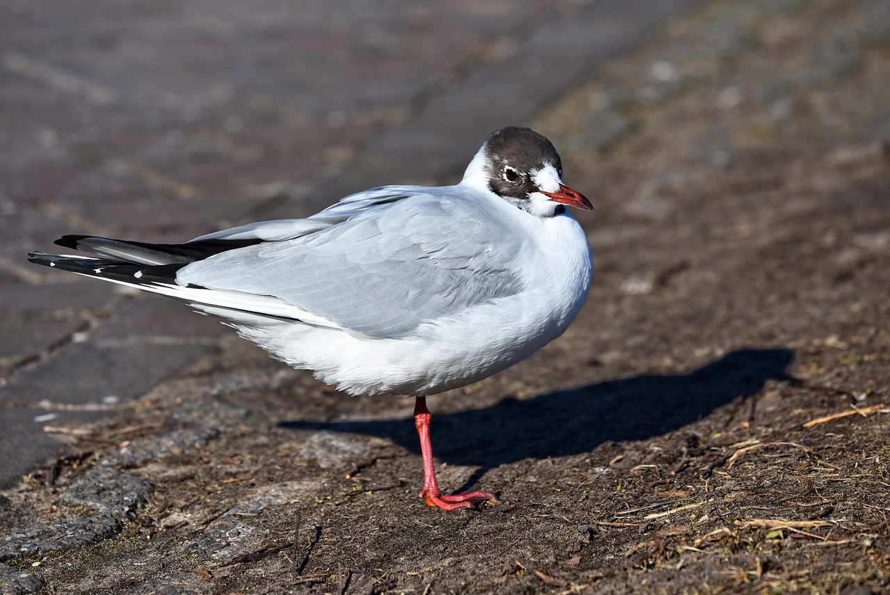 a close up of a bird on the ground, a portrait, shutterstock, seagulls, red-eyed, modern very sharp photo