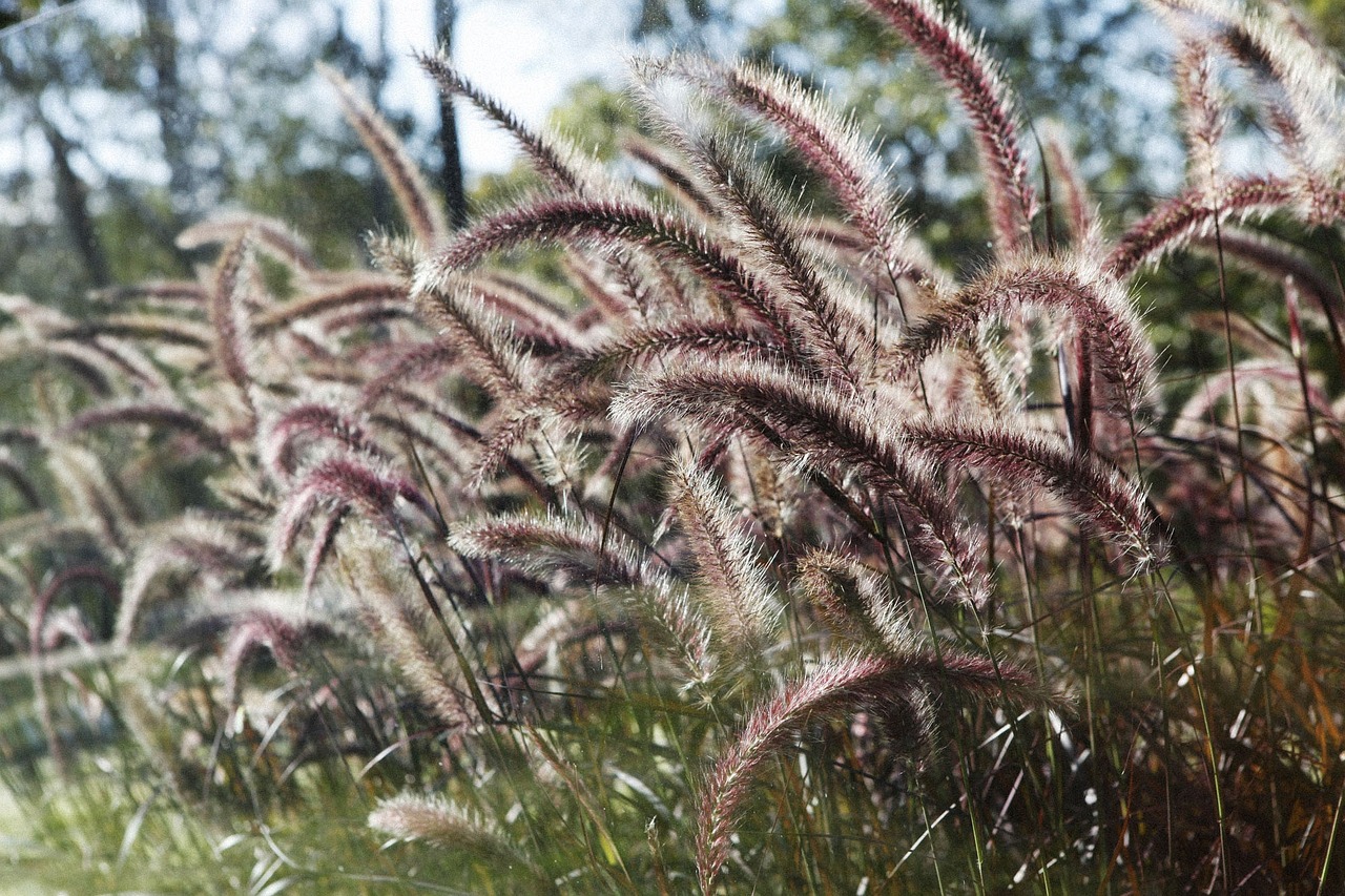 a bunch of tall grass in a field, hurufiyya, purple foliage, magical garden plant creatures, feathery fluff, reddish