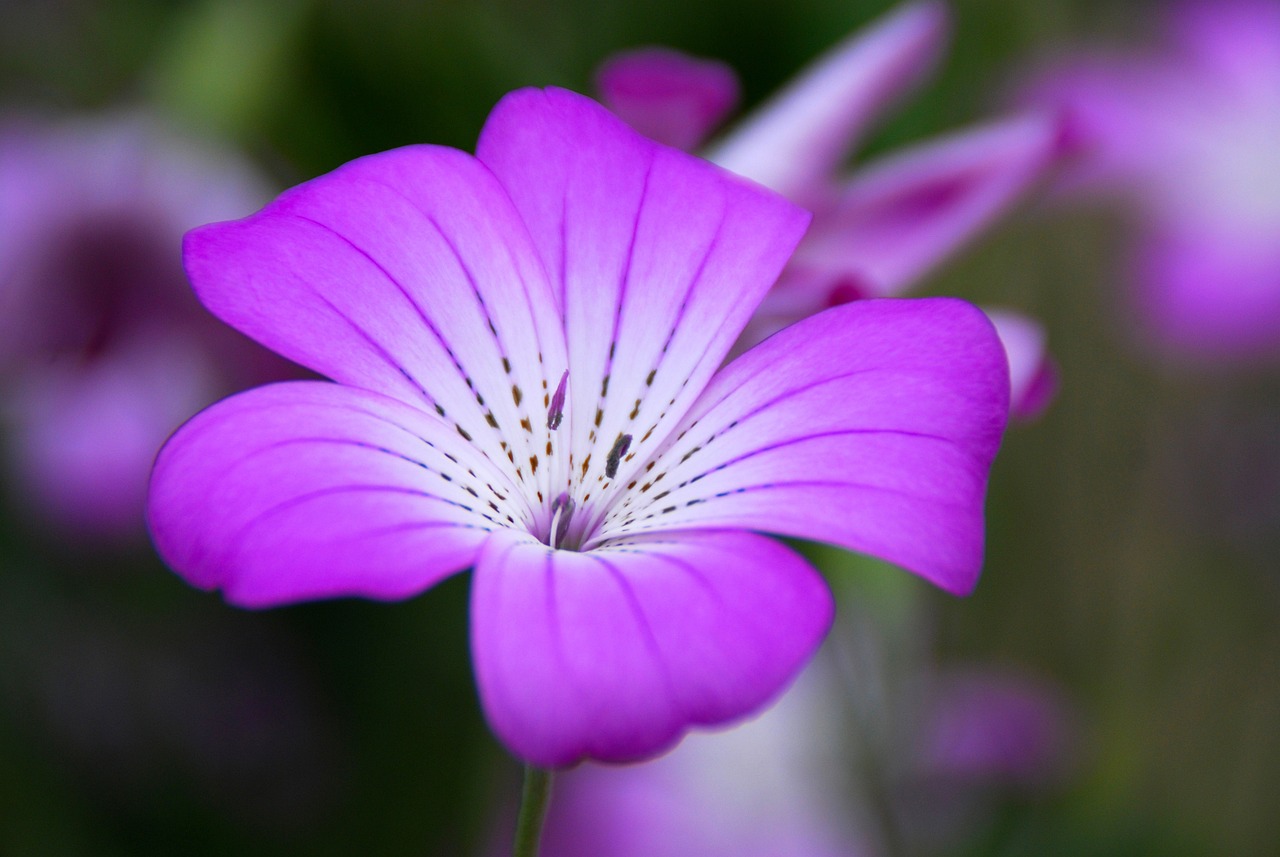 a close up of a purple flower with a blurry background, rasquache, beautiful flower