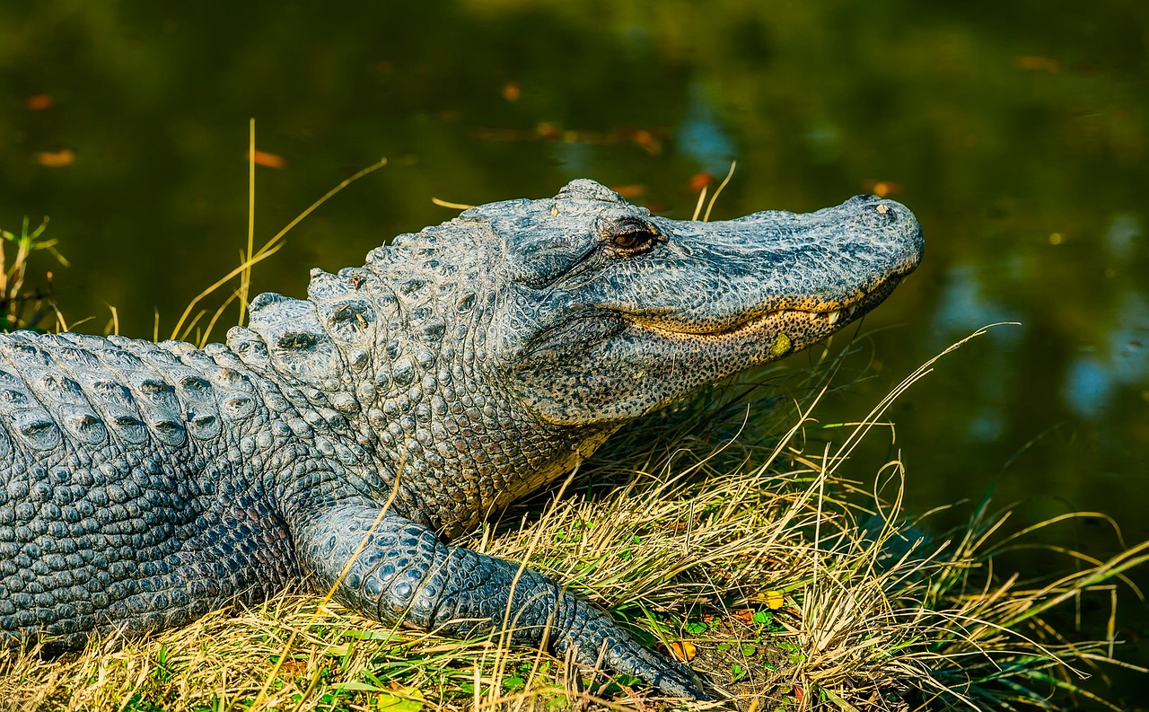 an alligator that is laying down in the grass, a stock photo, shutterstock, fine art, details and vivid colors, closeup at the face, 🦩🪐🐞👩🏻🦳, portrait n - 9