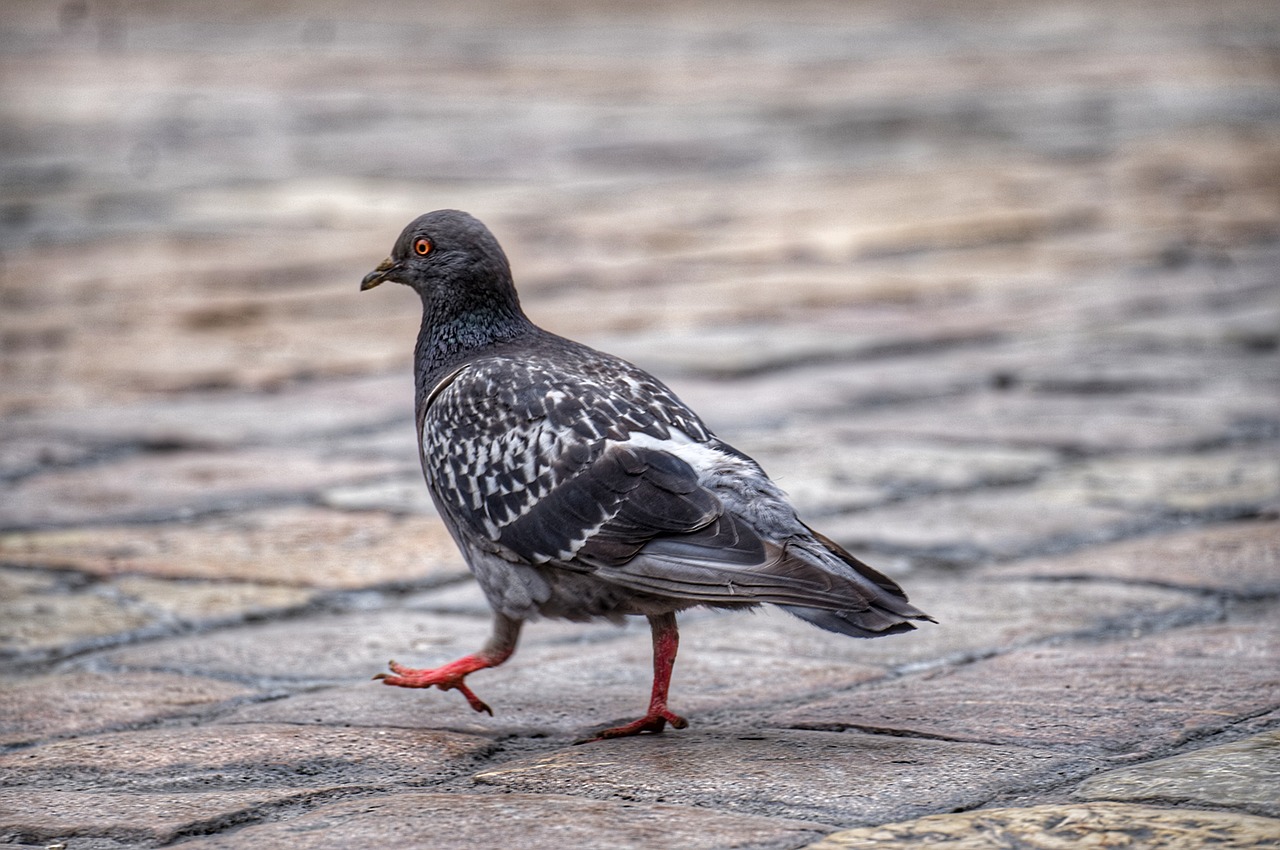 a close up of a pigeon on the ground, a portrait, arabesque, pavements, hdr photo, standing on two legs, very sharp photo