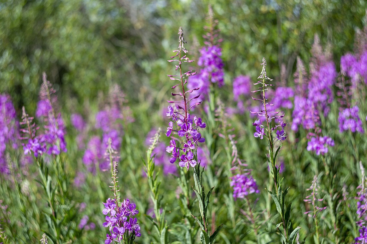 a bunch of purple flowers in a field, a portrait, there is tall grass, minn, taken with sony alpha 9, depth of field : - 2
