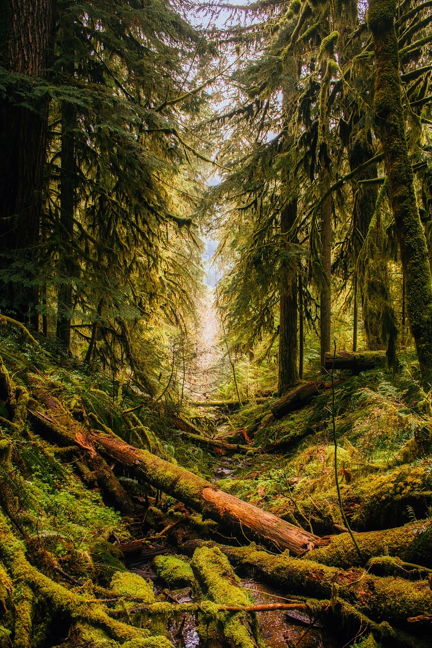 a stream running through a lush green forest, a portrait, inspired by Ethel Schwabacher, unsplash contest winner, pacific northwest coast, huge incredibly immense trees, wild forest!!! vegetation!!!, faded glow