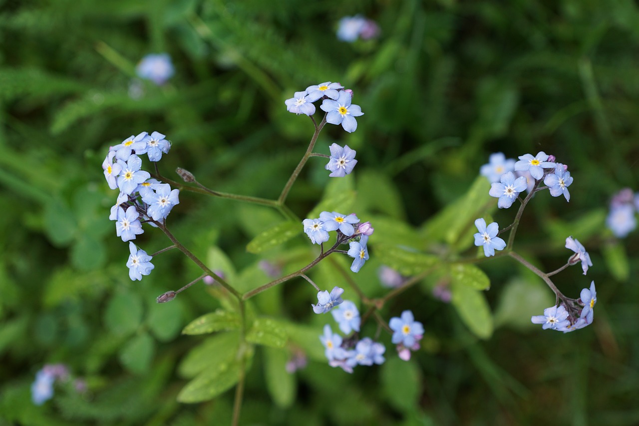 a group of blue flowers sitting on top of a lush green field, a portrait, hurufiyya, smooth tiny details, lorica segmentum, pale blue eyes, h. hydrochaeris