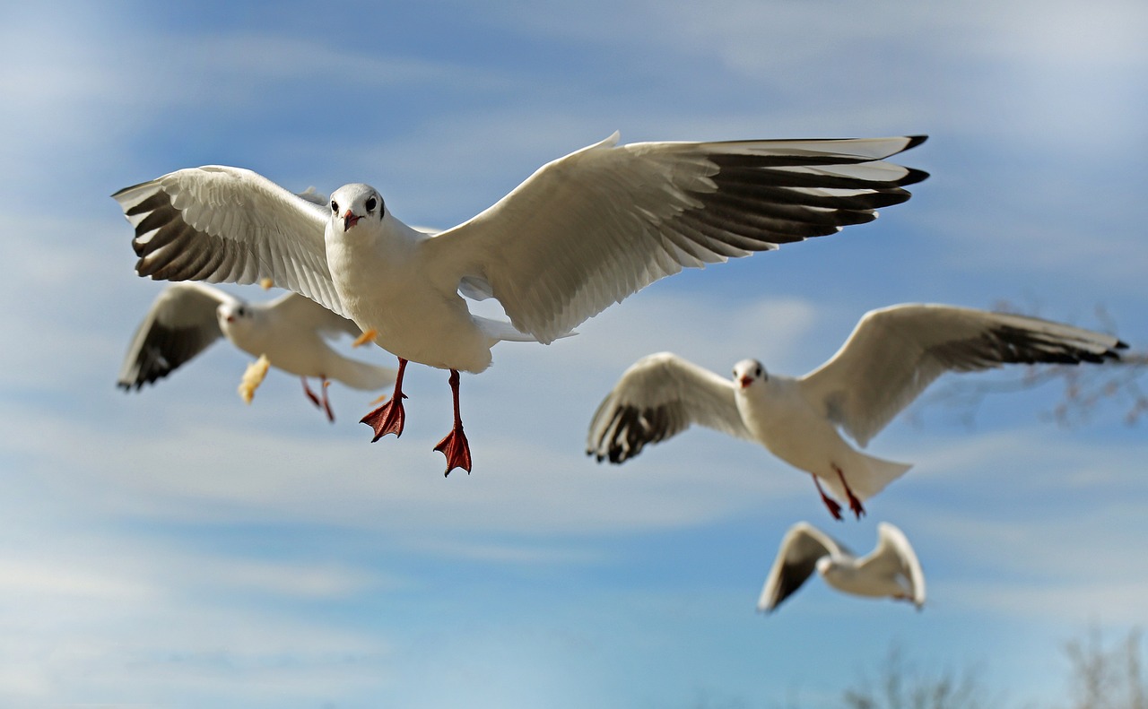 a flock of seagulls flying through a blue sky, a picture, by David Budd, pixabay, running towards camera, photo of a beautiful, worm's-eye view, white male