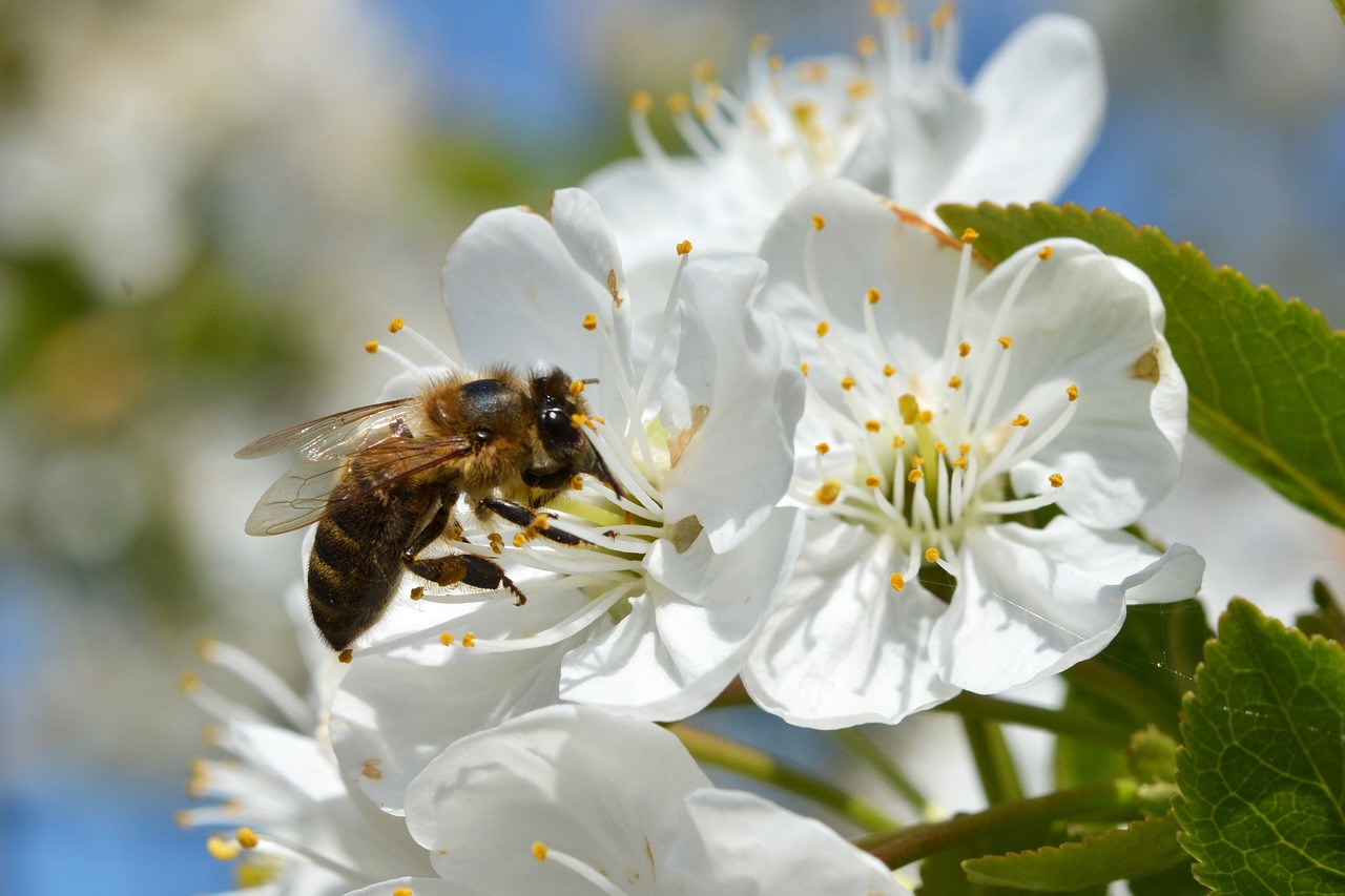 a bee sitting on top of a white flower, by Linda Sutton, pixabay, cherry blosom trees, 🐝👗👾, avatar image, scientific photo