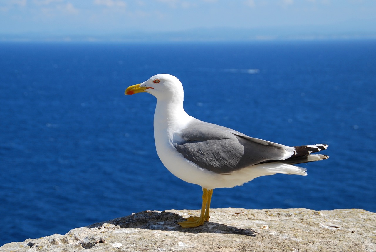 a seagull standing on a rock with the ocean in the background, a picture, arabesque, with a yellow beak, watch photo, greek nose, high res photo