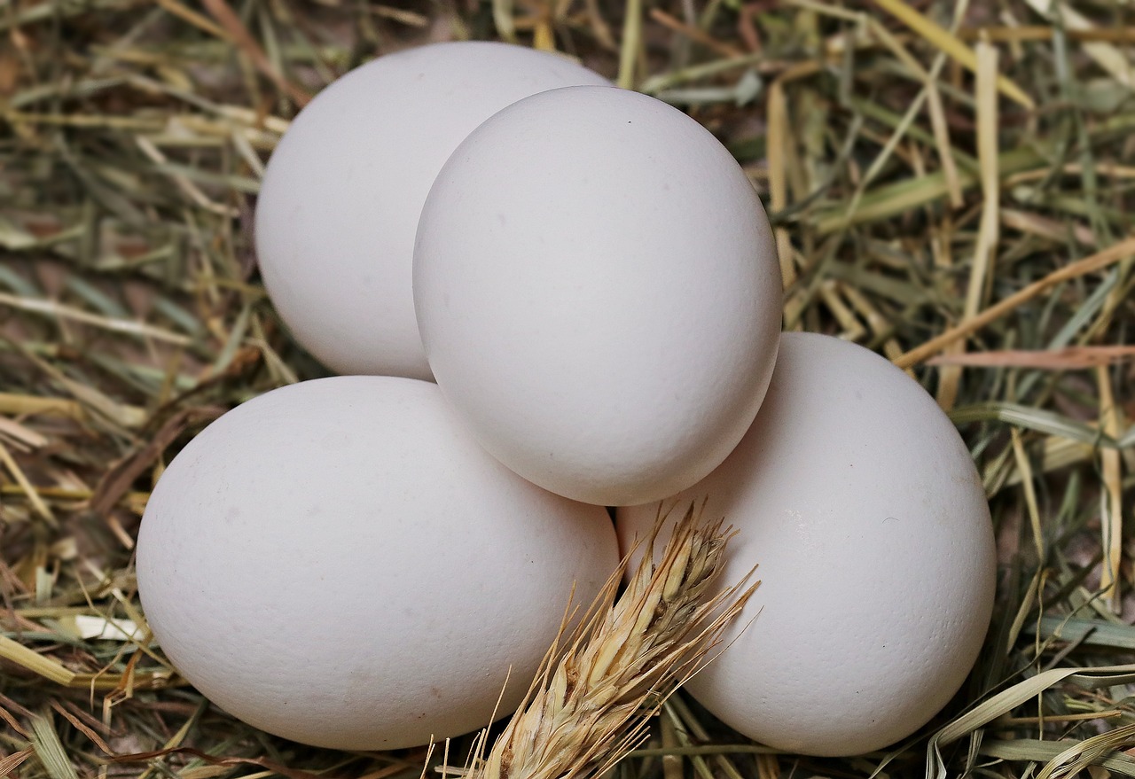 three white eggs sitting on top of a pile of hay, photograph credit: ap, profile pic, albino, dylan kowalsk