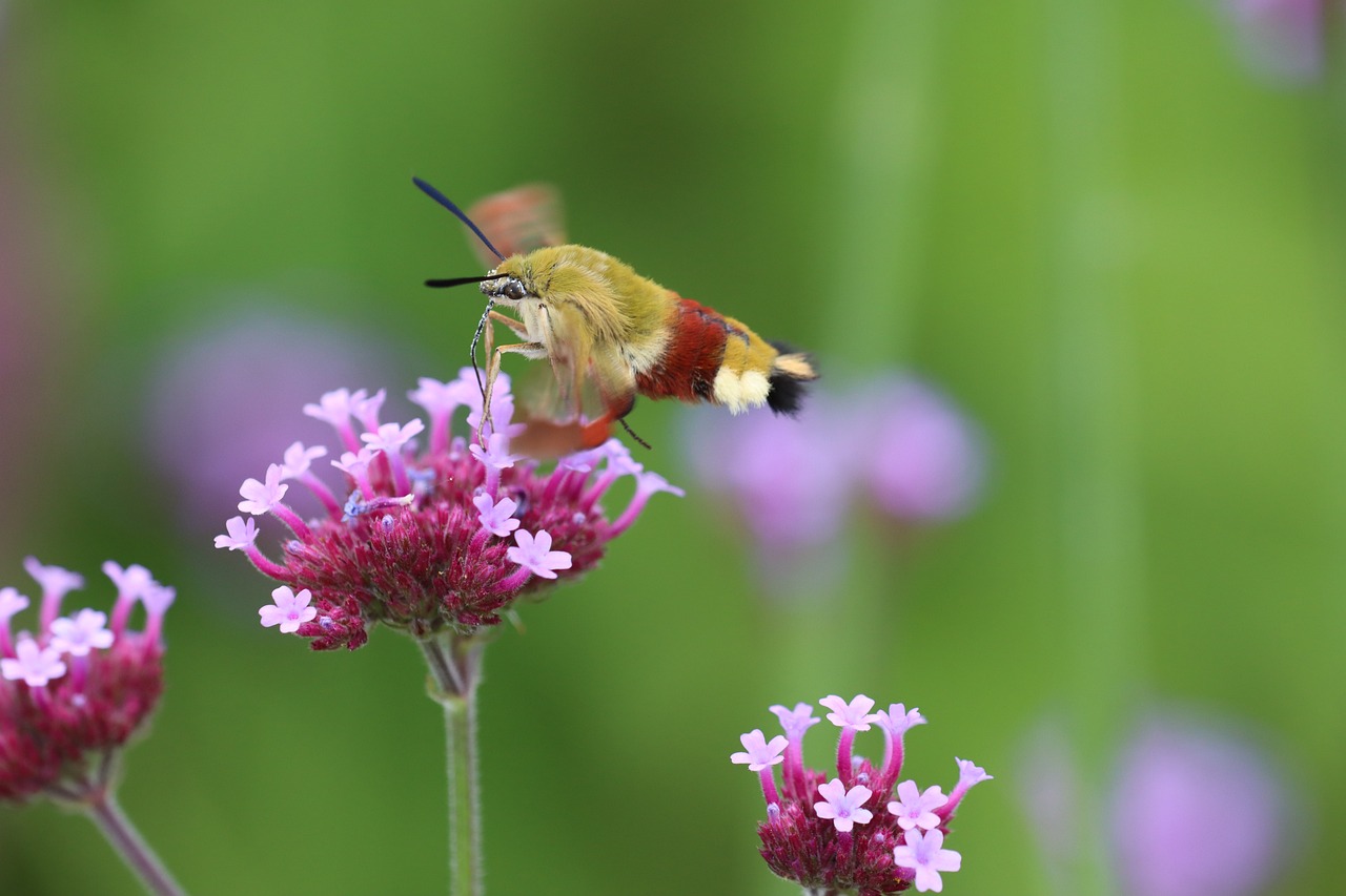 a close up of a moth on a flower, by Gerard Soest, flickr, hurufiyya, hummingbird, verbena, take off, looking to his left