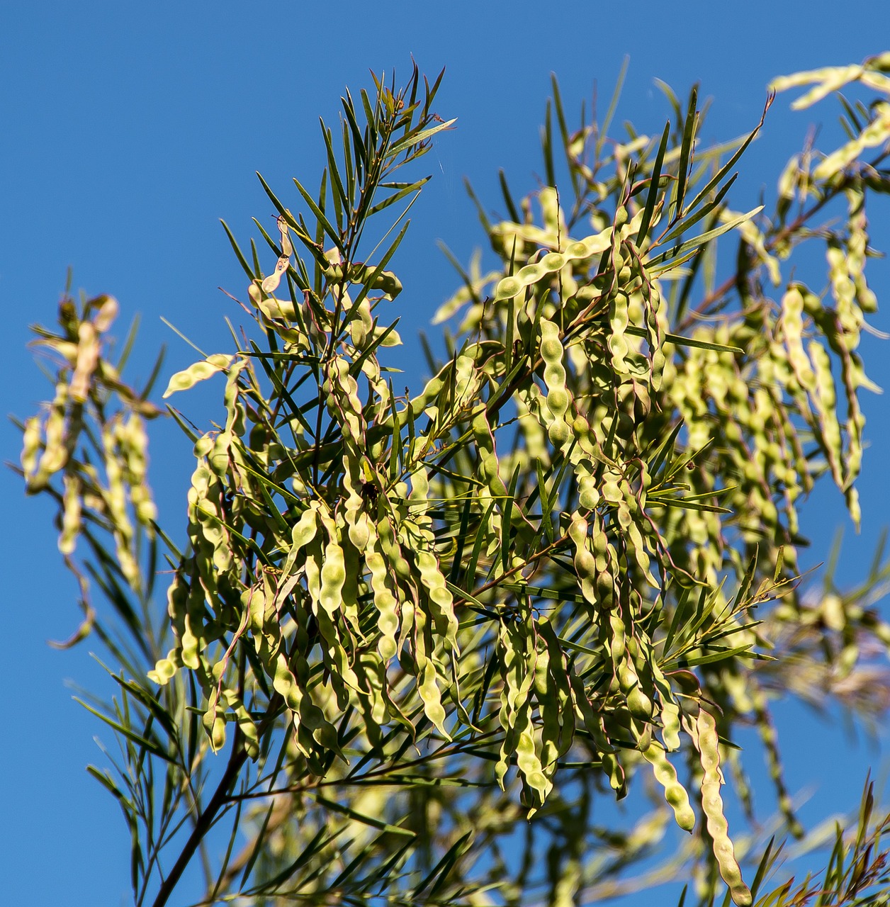 a bird sitting on top of a tree branch, by Elizabeth Durack, shutterstock, hurufiyya, sweet acacia trees, willow tree, blue sky, small bees following the leader