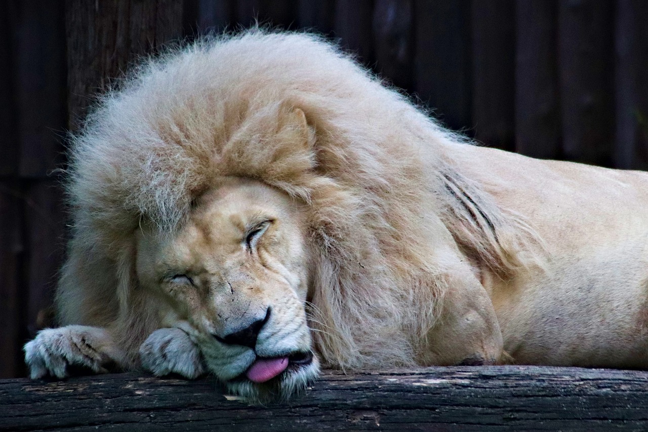 a large white lion laying on top of a log, a portrait, inspired by Leo Leuppi, unsplash, with closed eyes, wallpaper - 1 0 2 4, licking out, a blond