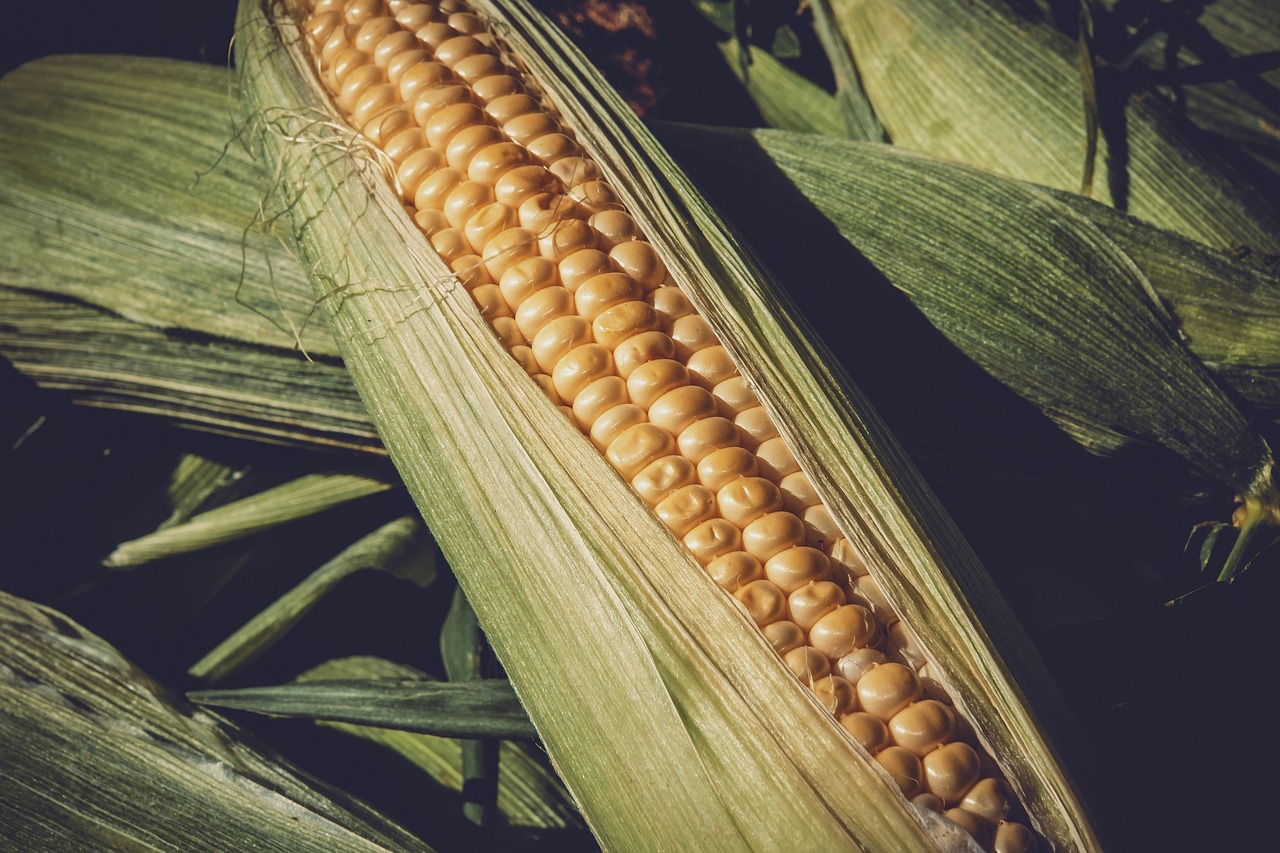 a close up of an ear of corn, a macro photograph, renaissance, vintage color photo, high detail product photo, outdoor photo, extremely detailed photo