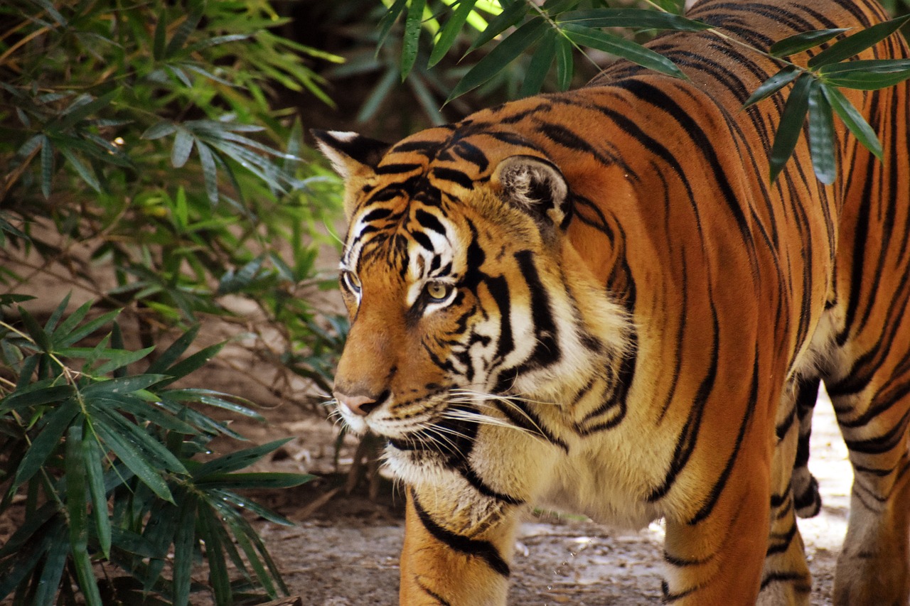 a tiger that is walking around in the dirt, a picture, flickr, sumatraism, amongst foliage, avatar image, bamboo, wallpaper background