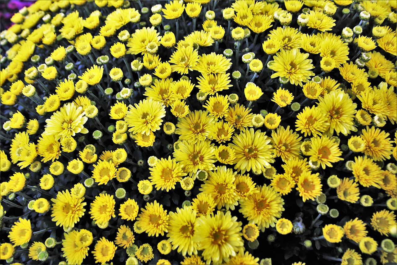 a close up of a bunch of yellow flowers, by Stefan Gierowski, infinite intricacy, garden with flowers background, top - down photo, flowers sea rainning everywhere