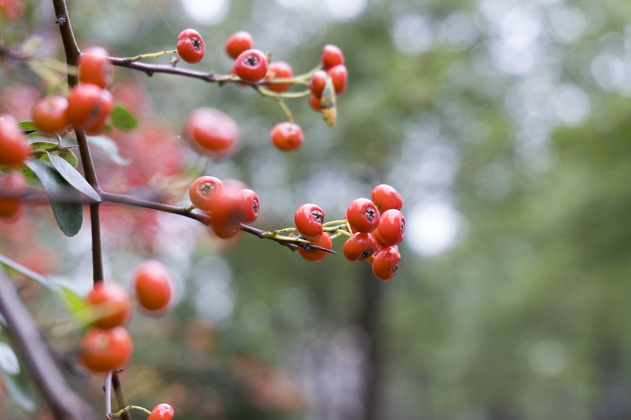 a close up of a bunch of berries on a tree, a photo, by Dietmar Damerau, shutterstock, romanticism, beijing, autumn, rose, narrow depth of field