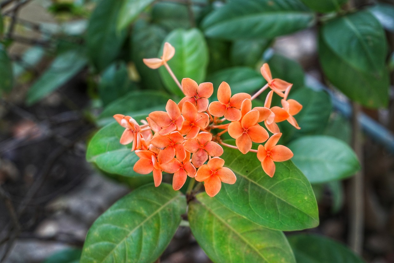 a close up of a plant with orange flowers, hurufiyya, 🌸 🌼 💮, sri lanka, jonathan ivy, jasmine