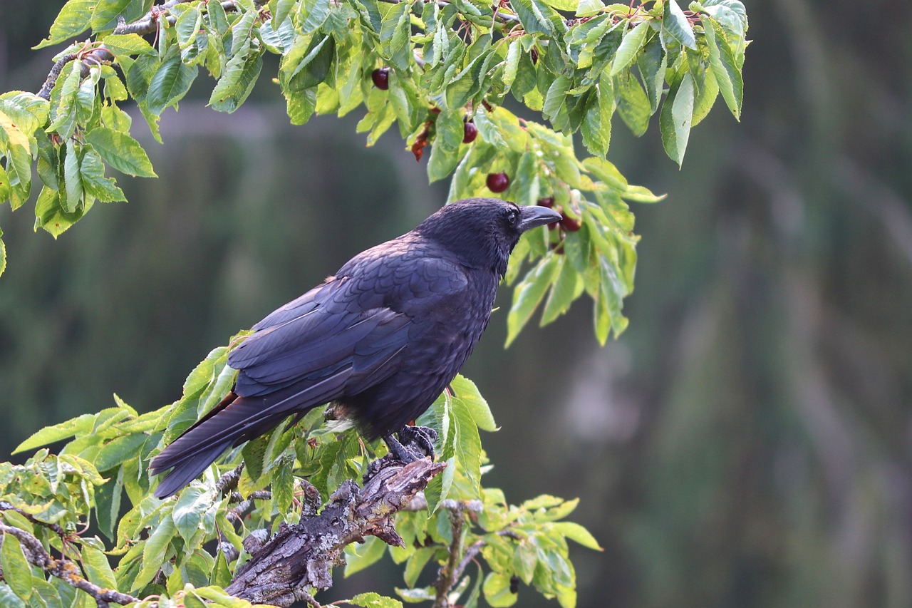 a black bird sitting on top of a tree branch, a portrait, by Jaakko Mattila, flickr, hurufiyya, having a snack, haida, file photo, various posed