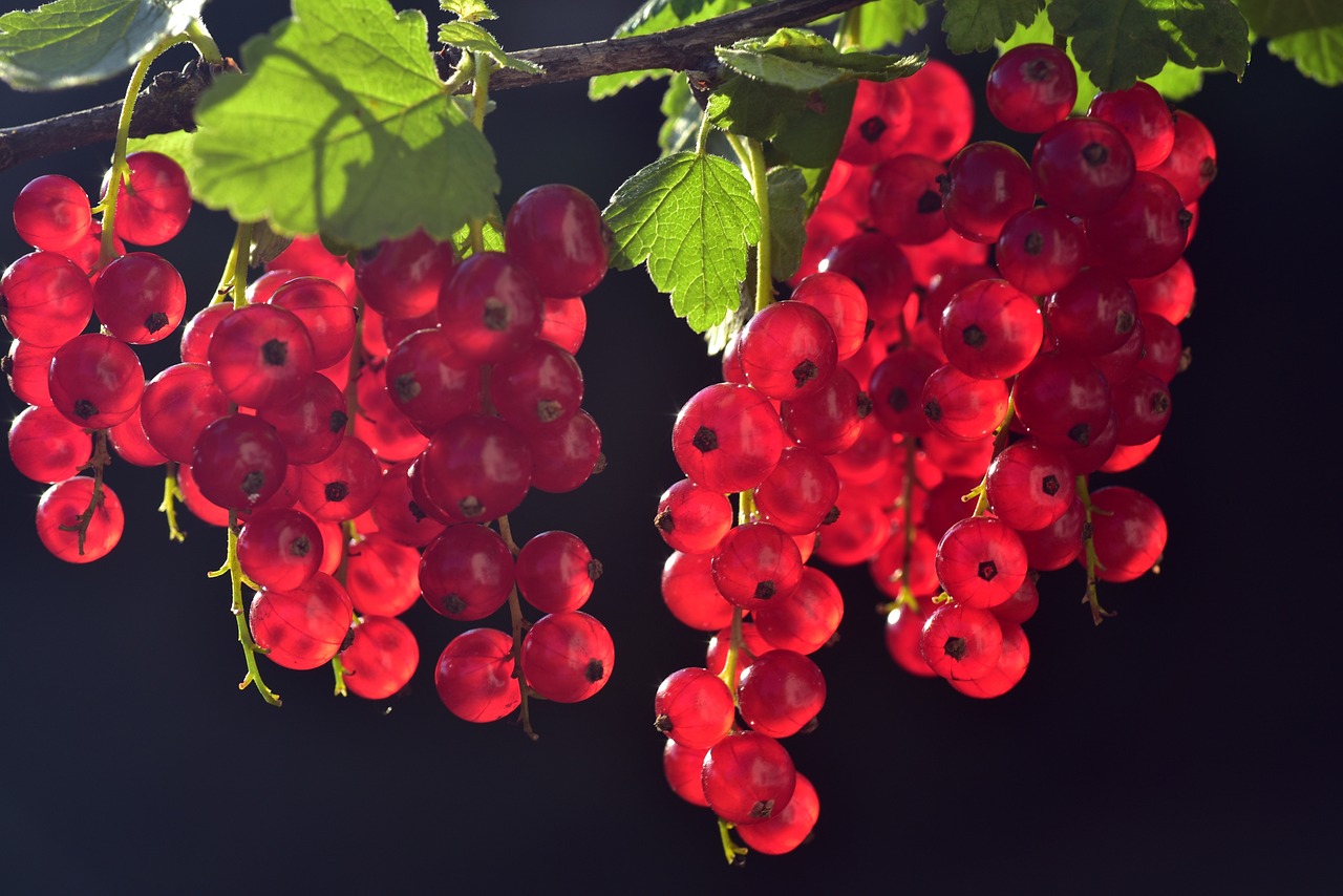 a bunch of red currans hanging from a branch, by Anato Finnstark, shutterstock, “berries, hot with shining sun, on a black background, closeup photo