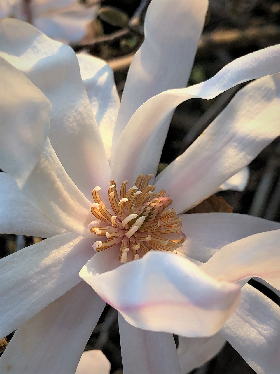 a close up of a flower on a tree, a macro photograph, inspired by Georgia O’Keeffe, hurufiyya, flowers with very long petals, evening sun, magnolias, phone photo