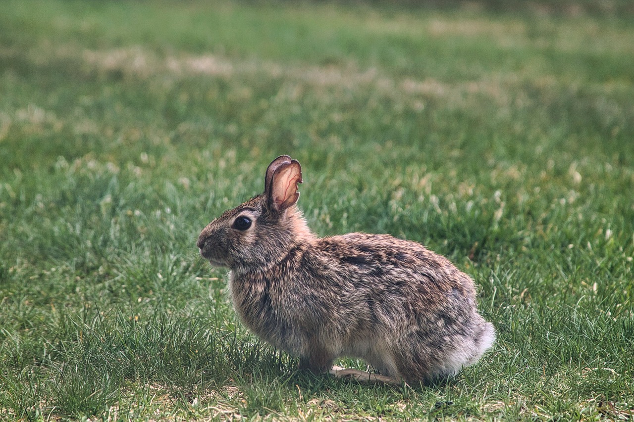 a rabbit that is sitting in the grass, a picture, by Kristin Nelson, unsplash, photorealism, and burbled as it came, shot on kodak vision 200t, looking to the right, iu