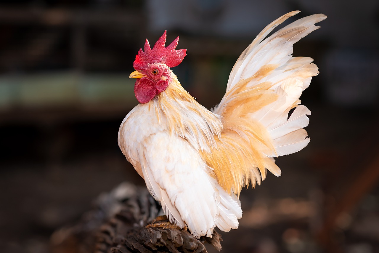 a rooster standing on top of a piece of wood, a portrait, shutterstock, with a white complexion, tail raised, taken in the early 2020s, louisiana