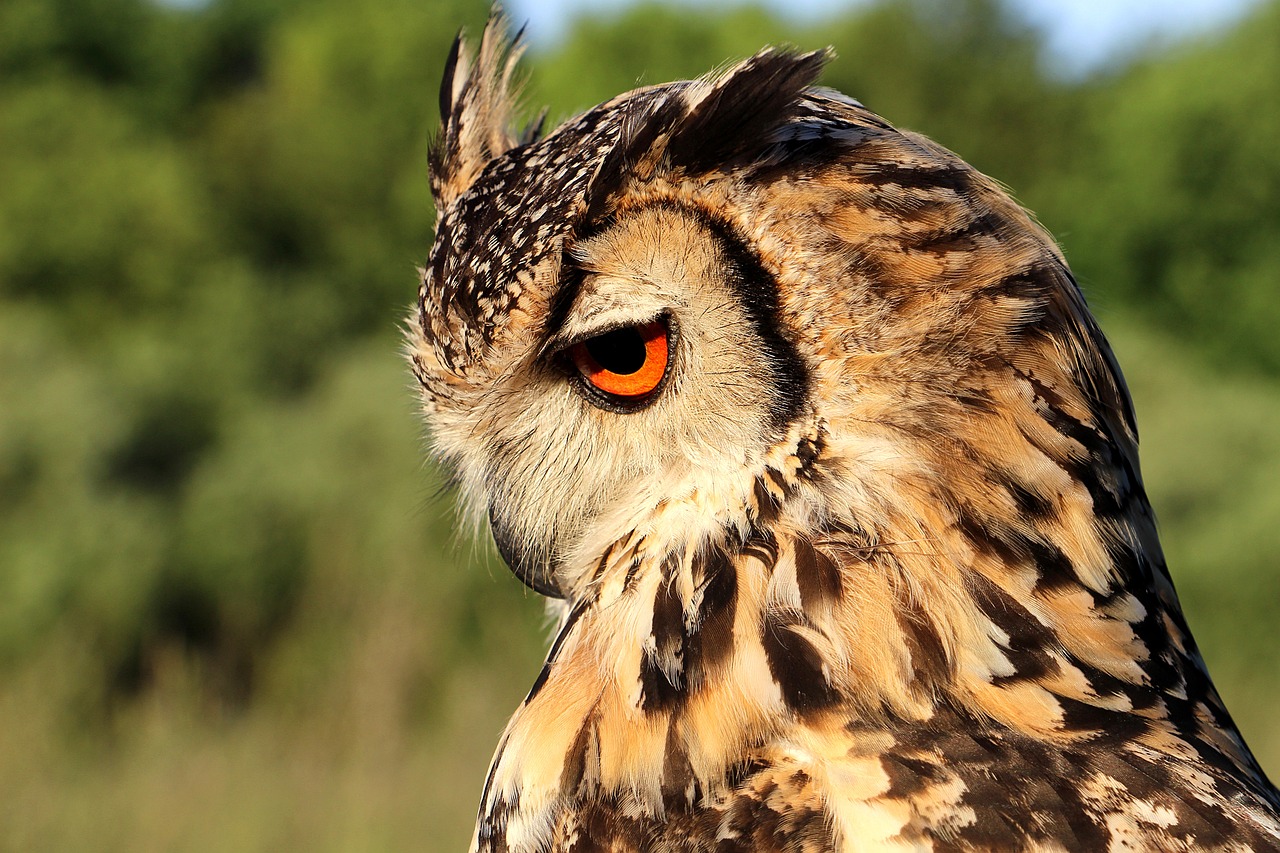 a close up of an owl with orange eyes, a picture, by Anna Haifisch, shutterstock, view from the side”, beautiful sunny day, serious business, realistic and coherent