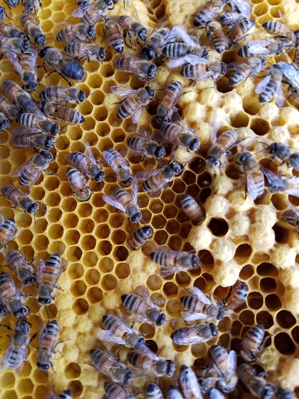 a bunch of bees that are inside of a beehive, renaissance, 4yr old, photo from above, heavenly, thick linings