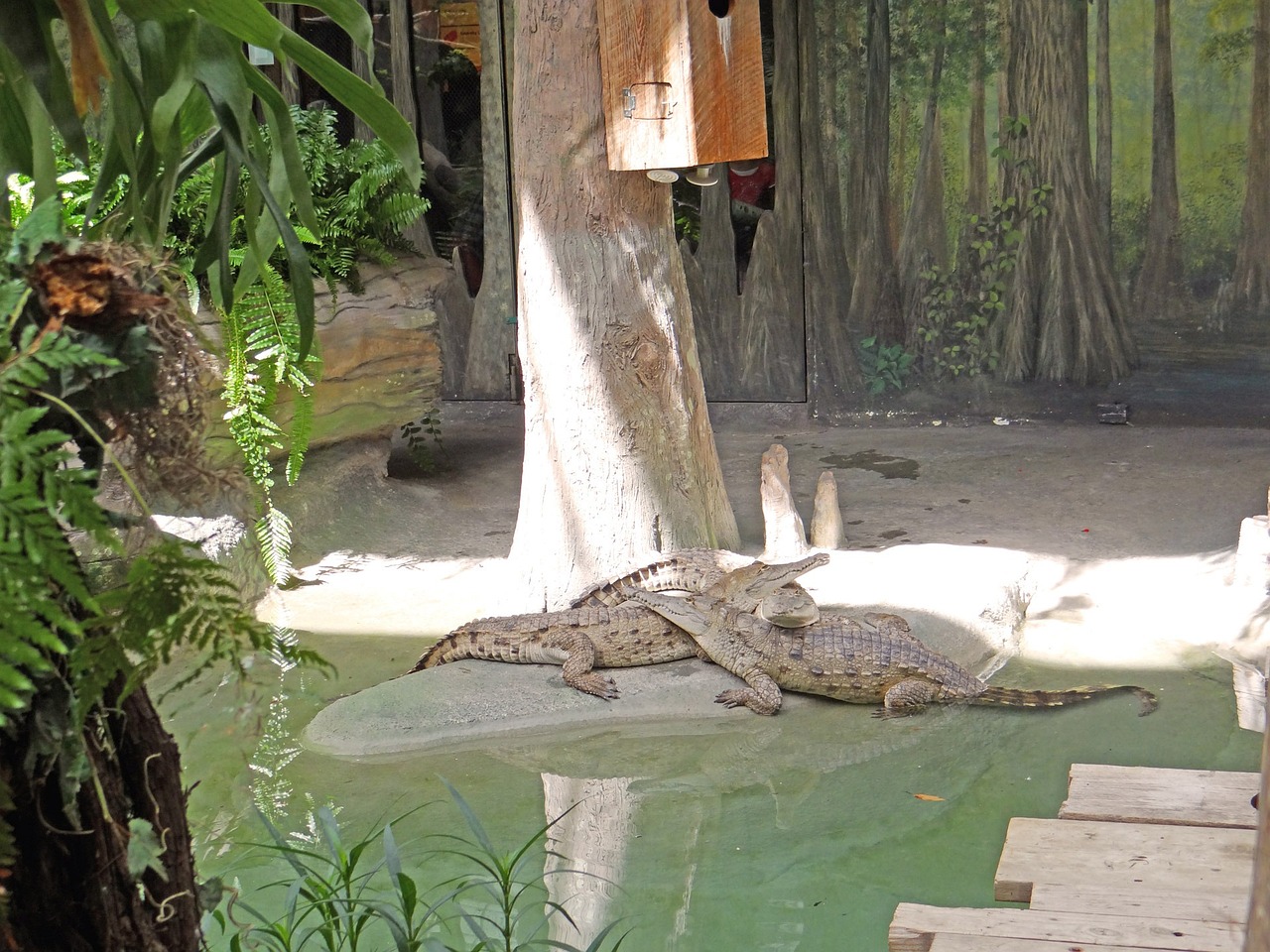 a crocodile laying on the ground next to a birdhouse, by Emanuel Schongut, flickr, sumatraism, adult pair of twins, next to a tropical pool, bangkok, in the zoo exhibit