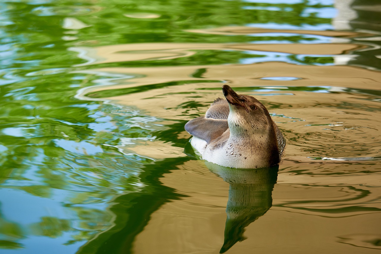 a duck floating on top of a body of water, a picture, fine art, pinguin, hot summer day, full of greenish liquid, profile close-up view