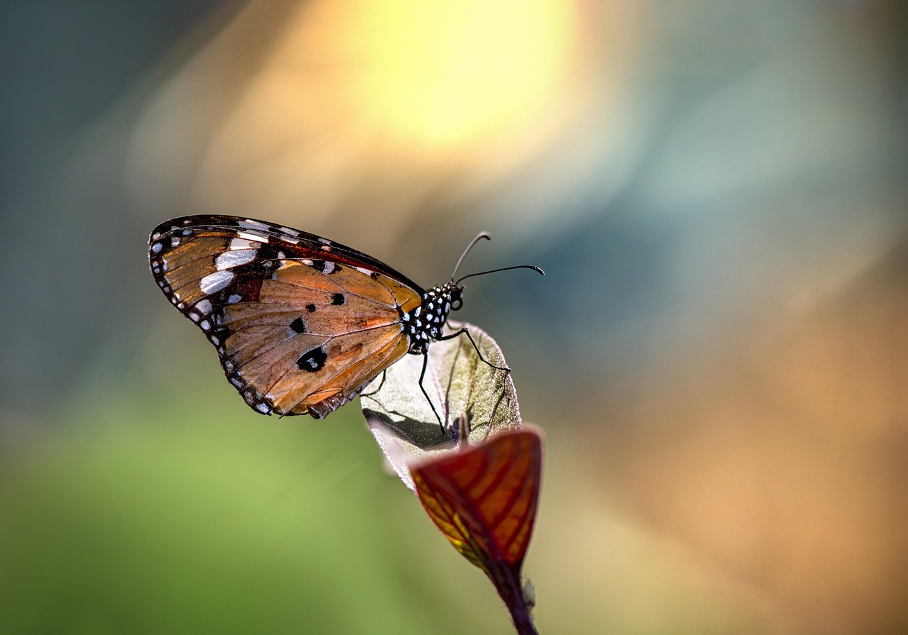 a close up of a butterfly on a flower, a macro photograph, by Sudip Roy, shutterstock, minimalism, diorama macro photography, difraction from back light, very sharp and detailed photo, bokeh photo