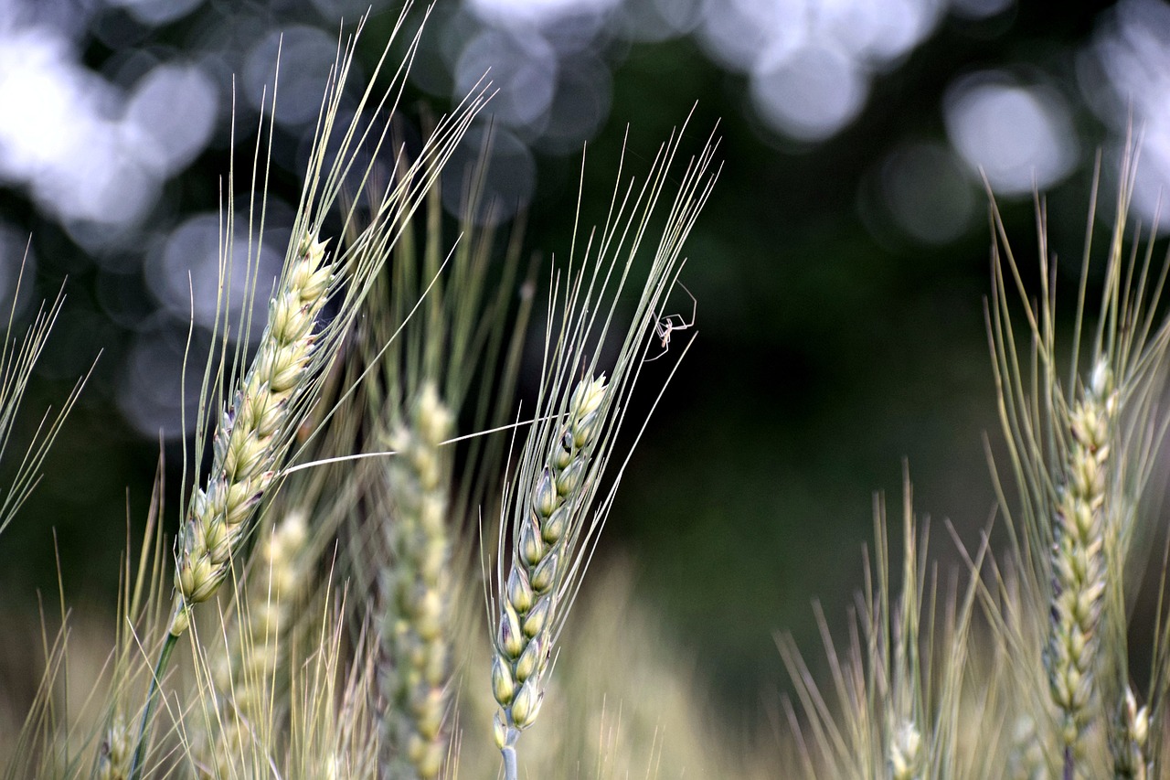 a close up of a bunch of wheat in a field, a macro photograph, by Robert Brackman, pixabay, precisionism, insect, in background, low angle photo, profile close-up view