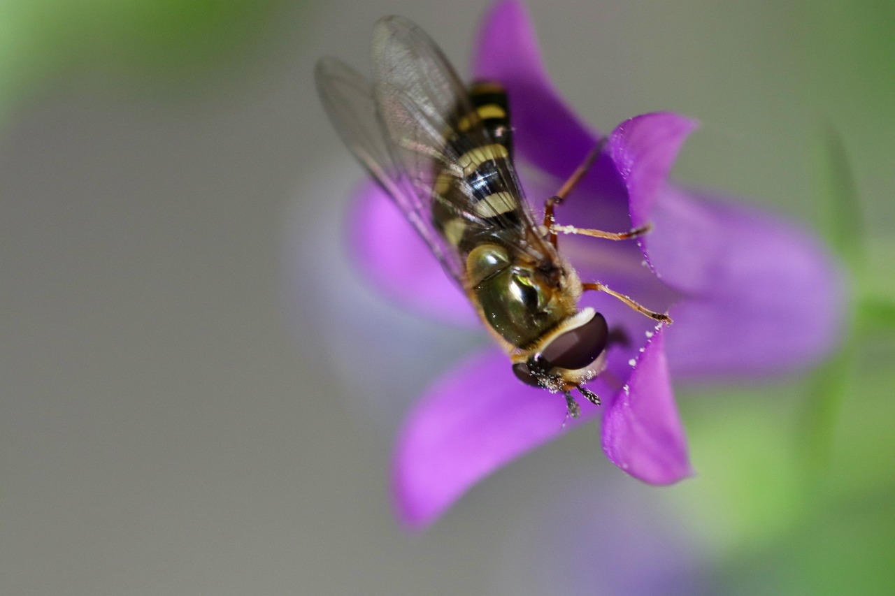 a fly sitting on top of a purple flower, by Robert Brackman, hurufiyya, female floating, basil flying, closeup - view, 1 female