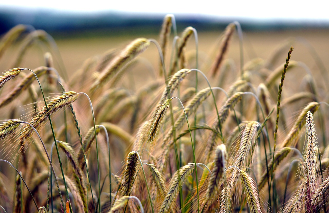 a close up of a field of wheat, by David Simpson, precisionism, depth of field”, grain”, phone photo, ! low contrast!