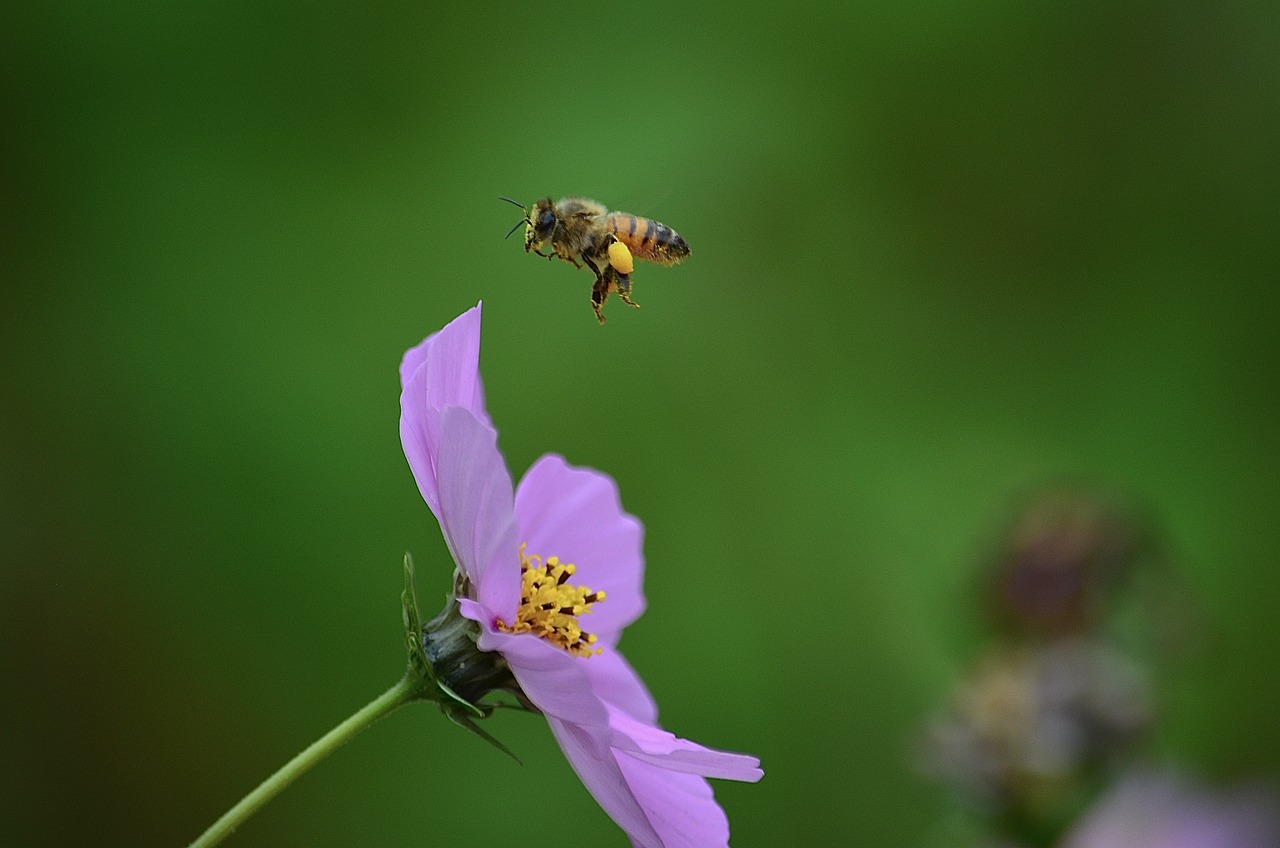 a bee flying over a purple flower with a green background, figuration libre, miniature cosmos, jinyiwei, action shot, leaping