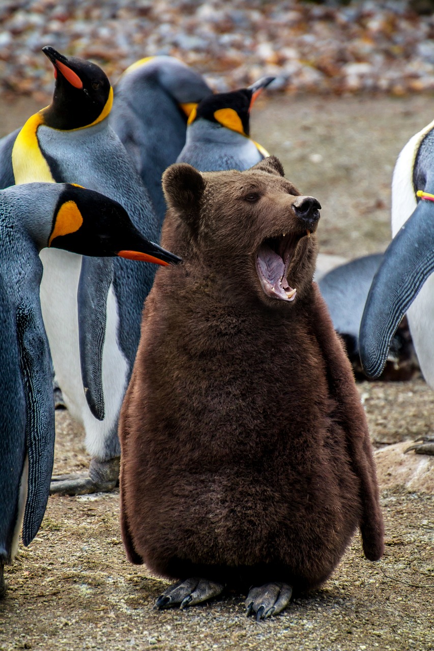 a brown bear sitting in front of a group of penguins, by Dietmar Damerau, pexels contest winner, renaissance, screaming in agony, closeup!!!!!!, 🦩🪐🐞👩🏻🦳, with a yellow beak