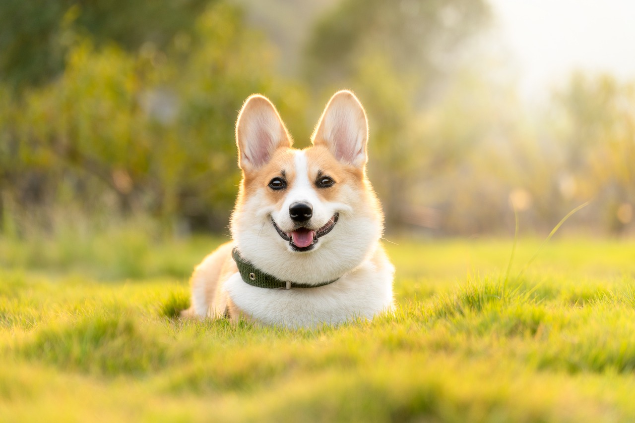 a dog that is laying down in the grass, a portrait, by Bernardino Mei, shutterstock, corgi, radiant smile. ultra wide shot, [ realistic photo ]!!, in the golden hour