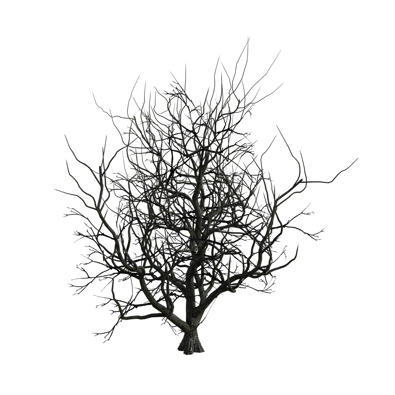 a black and white photo of a bare tree, by Thomas Tudor, polycount, on black background, 8k octae render photo, -h 1024, slime mold